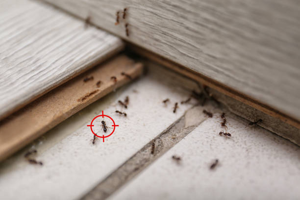 Best Spider Control Near Me  in Evansville, WI