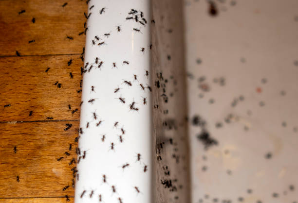  Evansville, WI Pest Control Pros