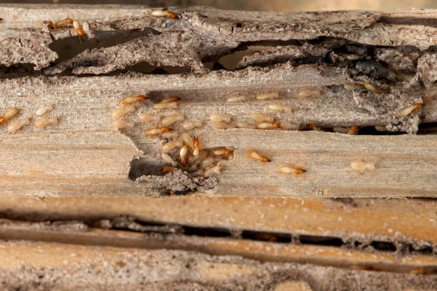 Best Rat Extermination Near Me  in Evansville, WI